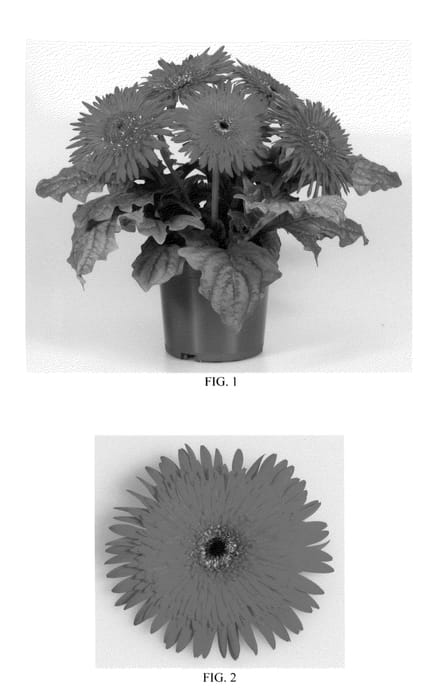 Figure 1 of US plant patent PP22165, the photograph of Lekgerred printed in the patent.