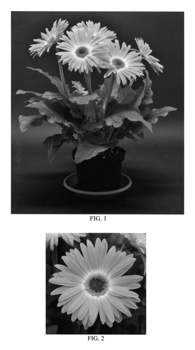 Figure 1 of US plant patent PP22166, the photograph of Lekgersams printed in the patent.