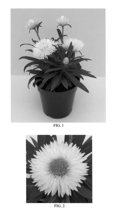 Figure 1 of US plant patent PP22167, the photograph of Bondrepuho printed in the patent.