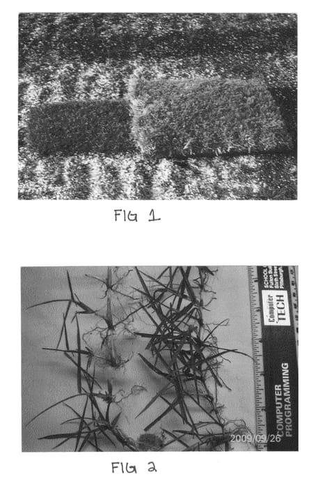 Figure 1 of US plant patent PP22168, the photograph of Aloyzia printed in the patent.