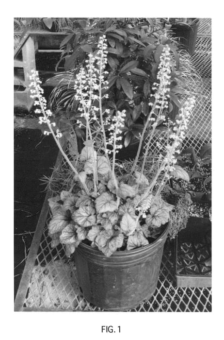 Figure 1 of US plant patent PP22169, the photograph of Blue Ridge printed in the patent.