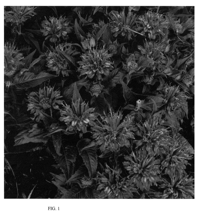 Figure 1 of US plant patent PP22170, the photograph of Pardon My Purple printed in the patent.