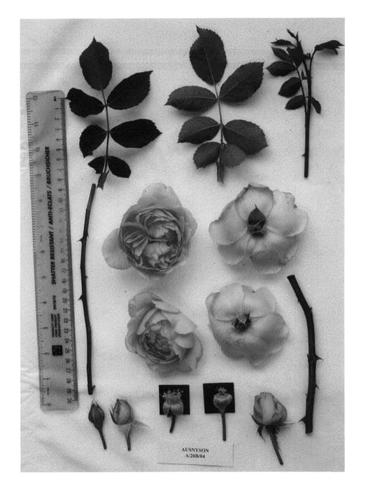 Figure 1 of US plant patent PP22171, the photograph of AUSnyson printed in the patent.