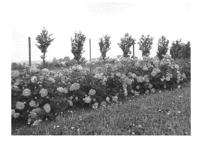 Figure 1 of US plant patent PP22172, the photograph of Radcarn printed in the patent.