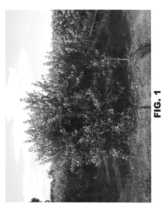 Figure 1 of US plant patent PP22173, the photograph of Kakariki printed in the patent.
