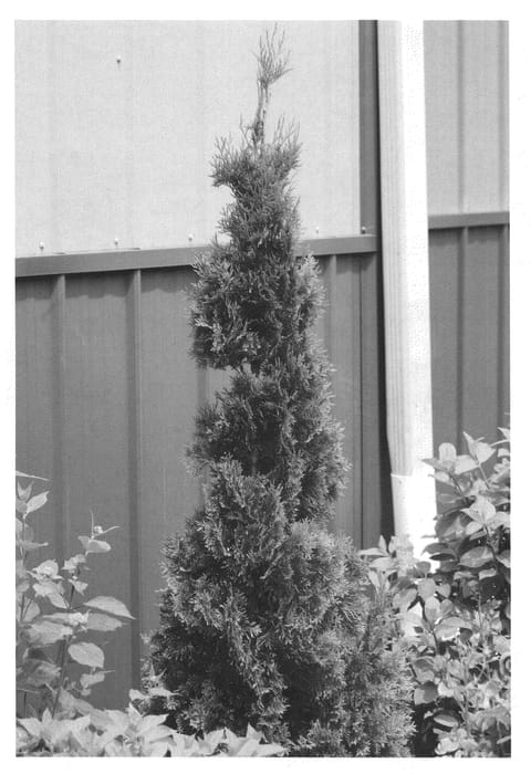 Figure 1 of US plant patent PP22174, the photograph of Art Boe printed in the patent.