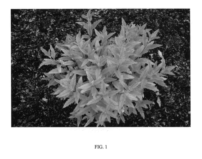 Figure 1 of US plant patent PP22175, the photograph of Gold Giant printed in the patent.
