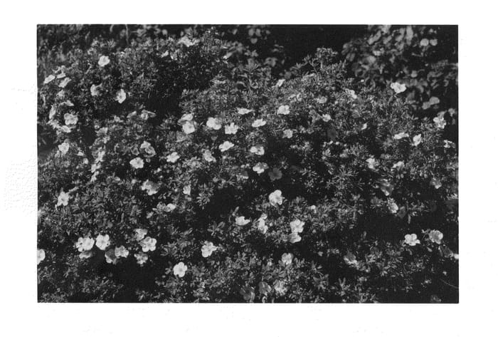 Figure 1 of US plant patent PP22176, the photograph of Lundy printed in the patent.