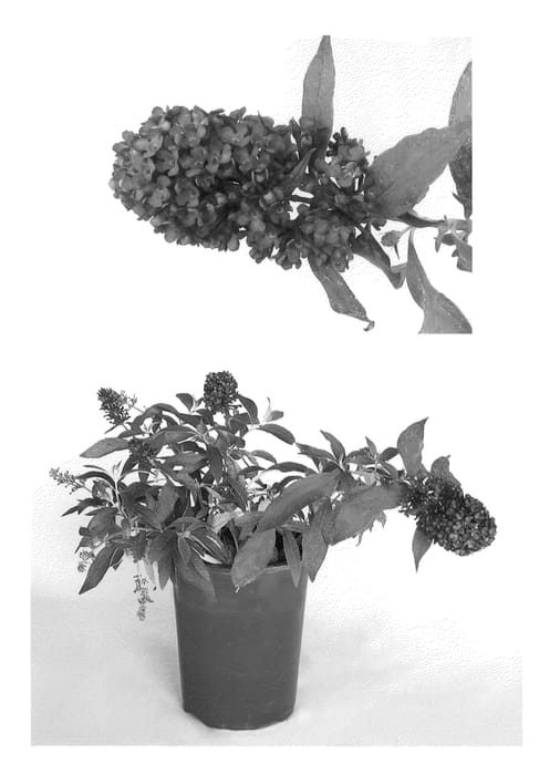 Figure 1 of US plant patent PP22177, the photograph of Podaras #13 printed in the patent.