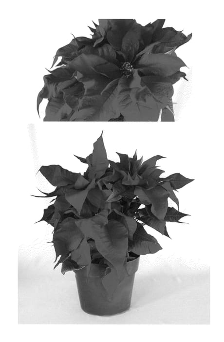 Figure 1 of US plant patent PP22179, the photograph of PER1232 printed in the patent.