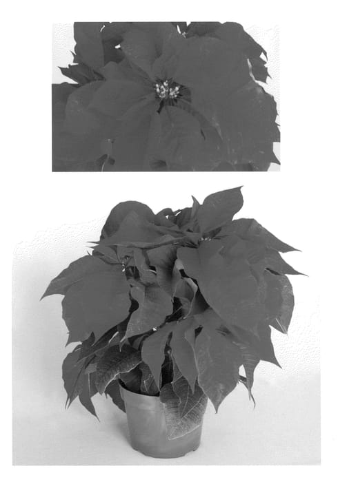 Figure 1 of US plant patent PP22180, the photograph of PER1139 printed in the patent.