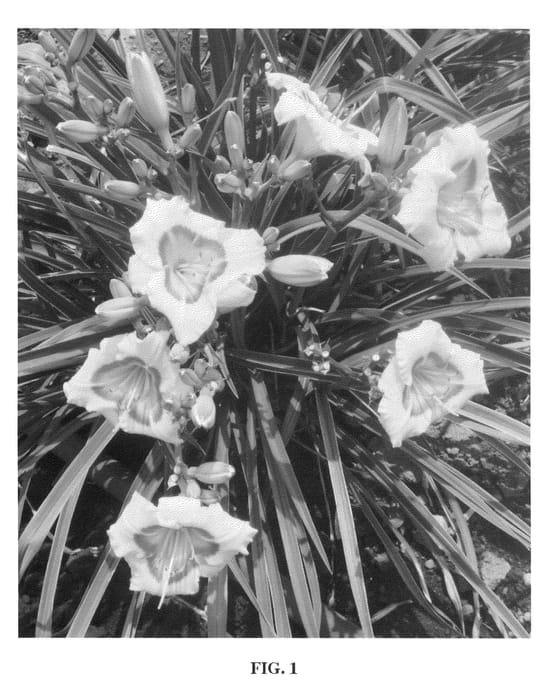 Figure 1 of US plant patent PP22181, the photograph of SPd 06-02 printed in the patent.