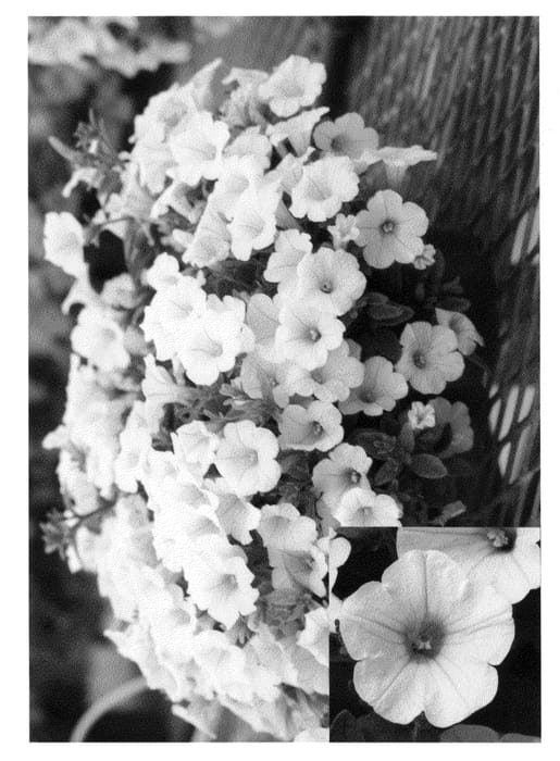 Figure 1 of US plant patent PP22182, the photograph of Pic Whit printed in the patent.