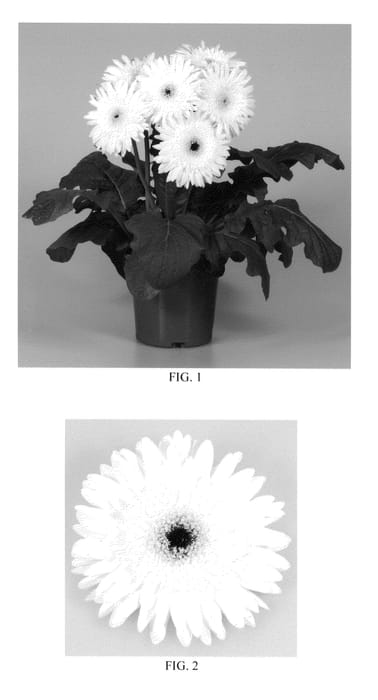 Figure 1 of US plant patent PP22183, the photograph of Lekgerwhidouble printed in the patent.