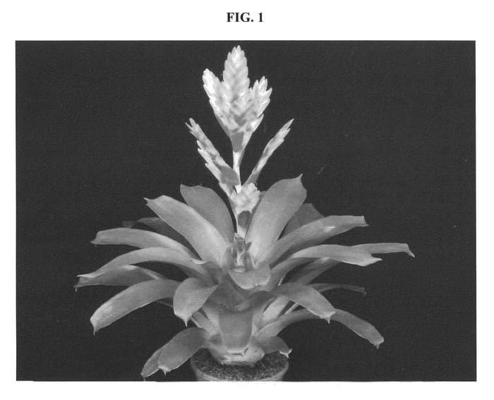 Figure 1 of US plant patent PP22184, the photograph of SENSE printed in the patent.