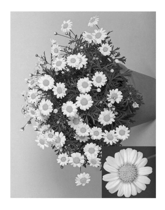 Figure 1 of US plant patent PP22185, the photograph of Argyminyel printed in the patent.