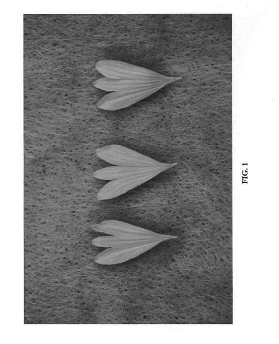 Figure 1 of US plant patent PP22187, the photograph of Georgia Yellow printed in the patent.