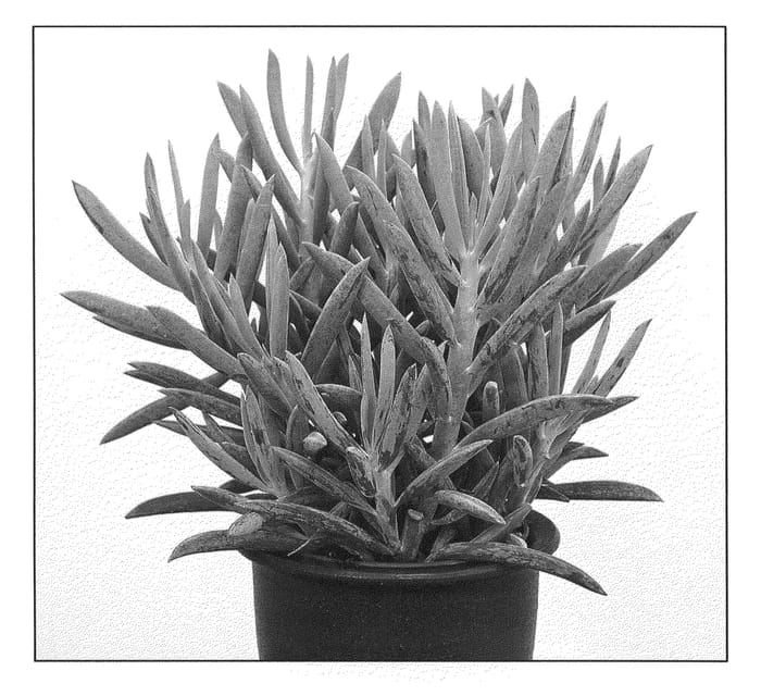 Figure 1 of US plant patent PP22188, the photograph of Mount Everest printed in the patent.