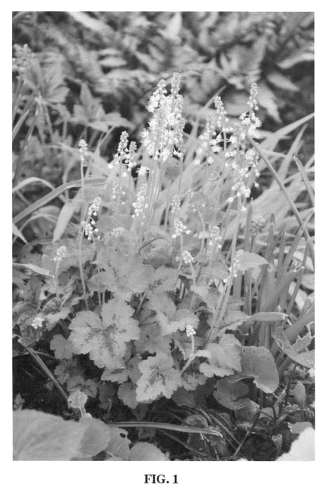 Figure 1 of US plant patent PP22189, the photograph of FM Mooberry printed in the patent.