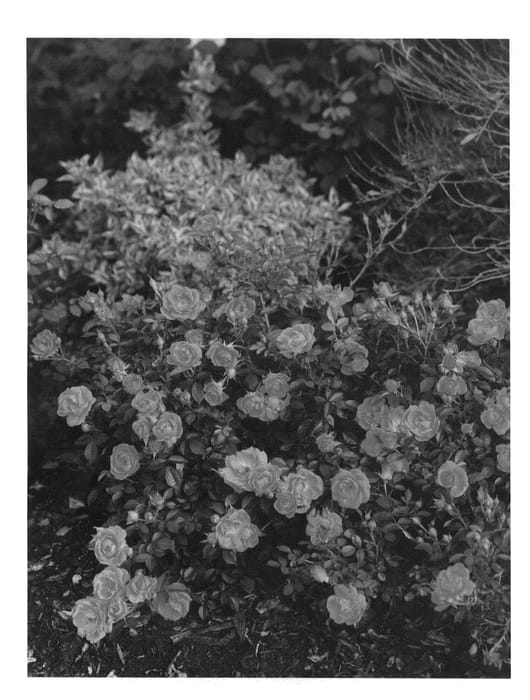 Figure 1 of US plant patent PP22190, the photograph of Chewperadventure printed in the patent.