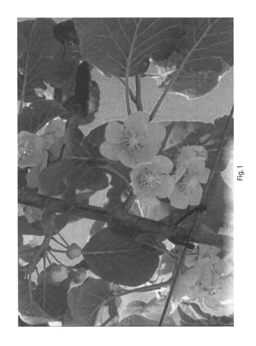 Figure 1 of US plant patent PP22191, the photograph of AU Golden Dragon printed in the patent.