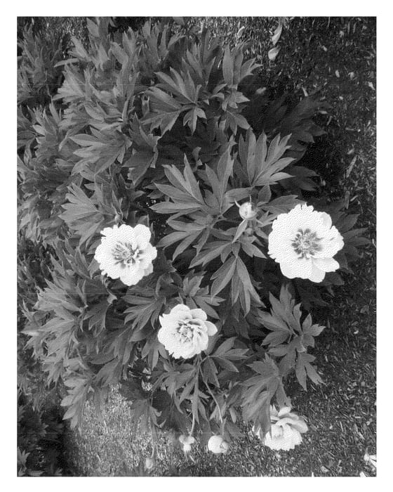 Figure 1 of US plant patent PP22192, the photograph of Smith Opus 1 printed in the patent.
