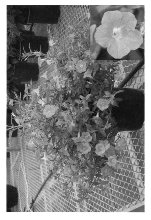 Figure 1 of US plant patent PP22193, the photograph of Pic Amthe printed in the patent.