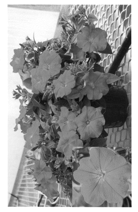 Figure 1 of US plant patent PP22194, the photograph of Petdero printed in the patent.