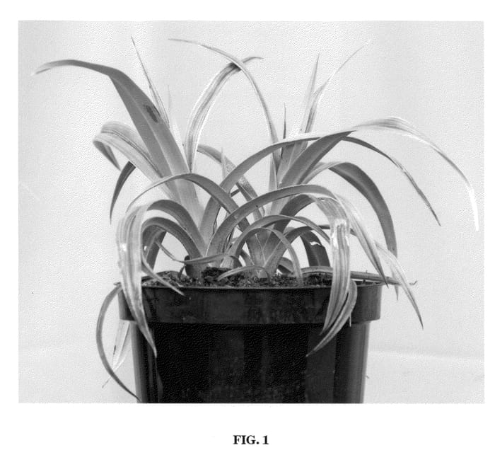 Figure 1 of US plant patent PP22195, the photograph of Silver Shadow printed in the patent.