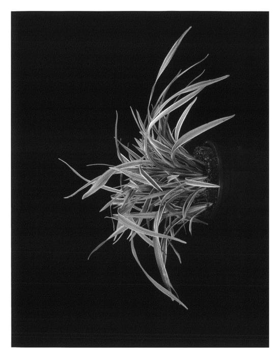 Figure 1 of US plant patent PP22196, the photograph of TAS300 printed in the patent.