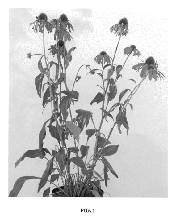 Figure 1 of US plant patent PP22197, the photograph of Summer Sun printed in the patent.