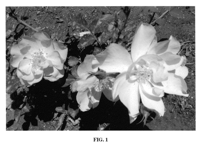 Figure 1 of US plant patent PP22198, the photograph of Te Jiao printed in the patent.