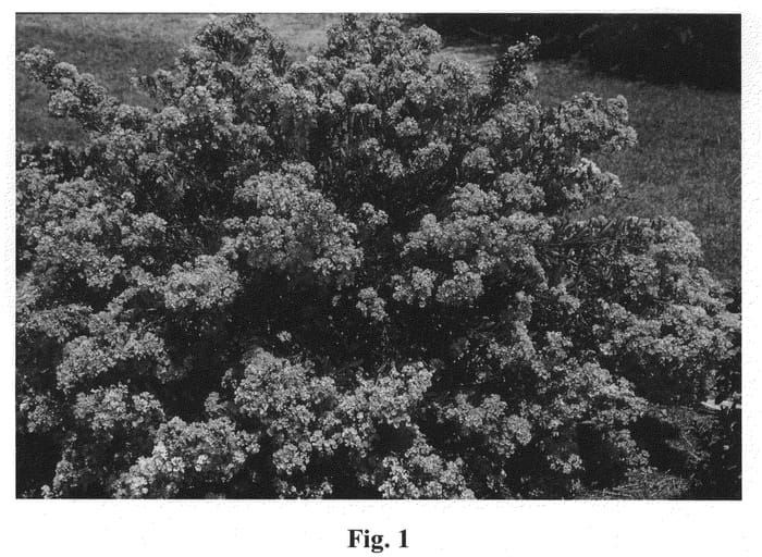 Figure 1 of US plant patent PP22199, the photograph of Gamad VII printed in the patent.