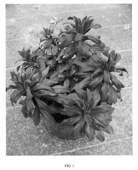 Figure 1 of US plant patent PP22200, the photograph of WALEUPHGLO printed in the patent.