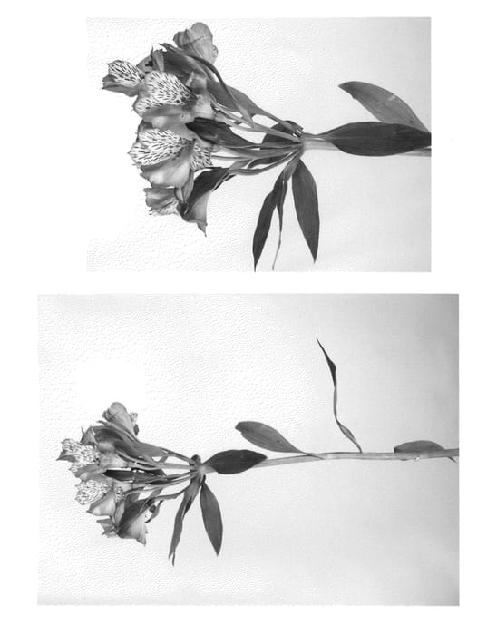 Figure 1 of US plant patent PP22201, the photograph of Jalea printed in the patent.