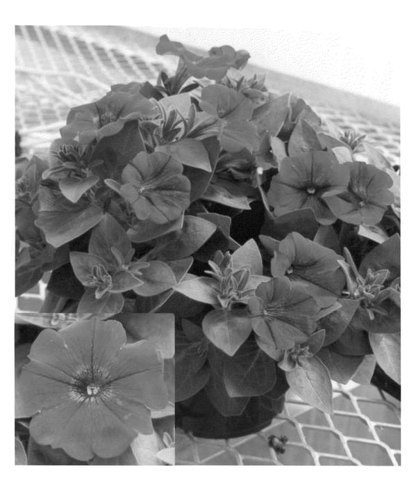 Figure 1 of US plant patent PP22202, the photograph of Petrewis printed in the patent.