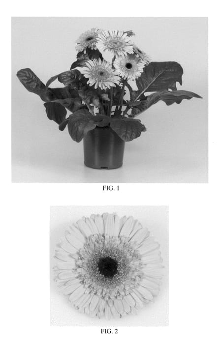 Figure 1 of US plant patent PP22203, the photograph of Lekgerwat printed in the patent.