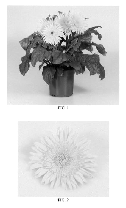 Figure 1 of US plant patent PP22204, the photograph of Lekgeryel printed in the patent.