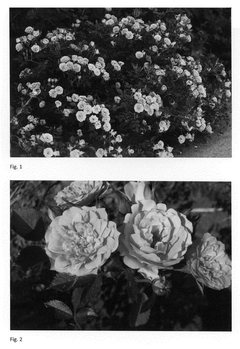 Figure 1 of US plant patent PP22205, the photograph of ZLEMarianne Yoshida printed in the patent.