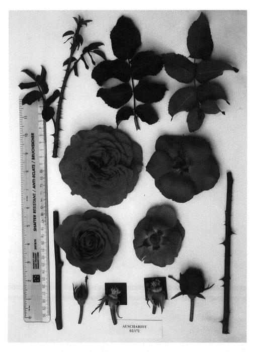 Figure 1 of US plant patent PP22206, the photograph of AUSchariot printed in the patent.