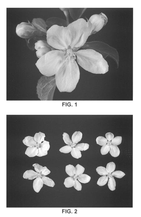 Figure 1 of US plant patent PP22207, the photograph of New York printed in the patent.