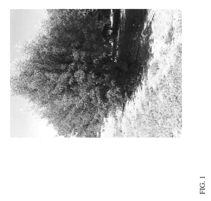 Figure 1 of US plant patent PP22208, the photograph of HBOK 50 printed in the patent.