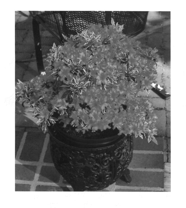 Figure 1 of US plant patent PP22209, the photograph of Farrow printed in the patent.