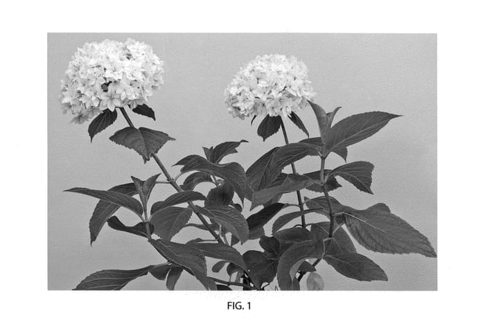 Figure 1 of US plant patent PP22210, the photograph of FREEDOM printed in the patent.