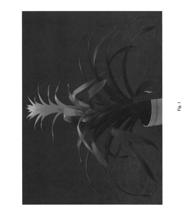 Figure 1 of US plant patent PP22212, the photograph of Duramar printed in the patent.