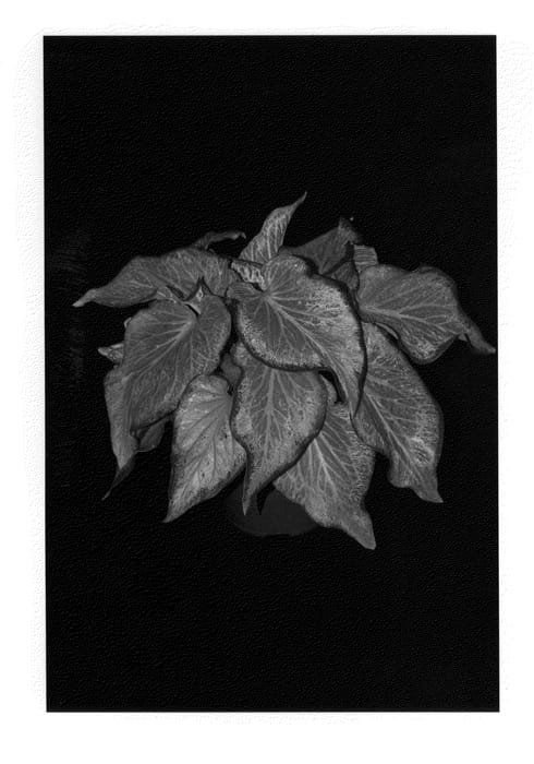 Figure 1 of US plant patent PP22213, the photograph of Blushing Bride printed in the patent.