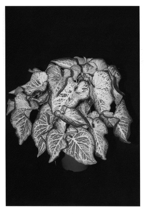 Figure 1 of US plant patent PP22214, the photograph of Peppermint printed in the patent.