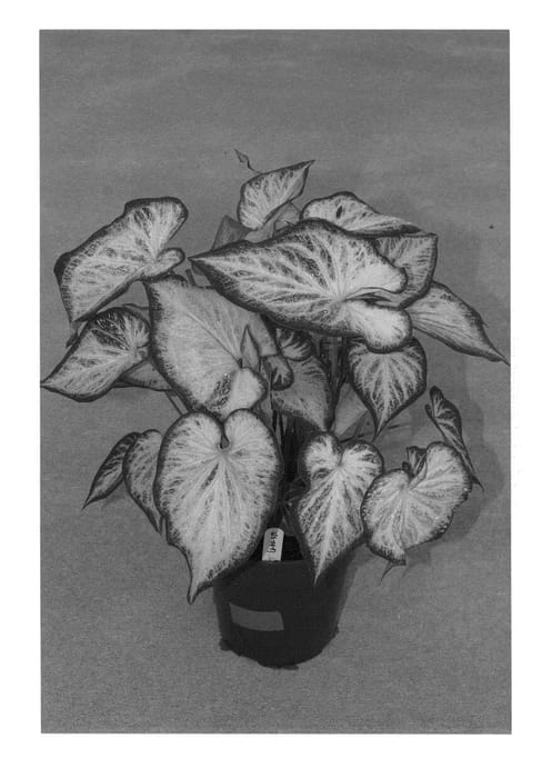 Figure 1 of US plant patent PP22215, the photograph of White Diamond printed in the patent.
