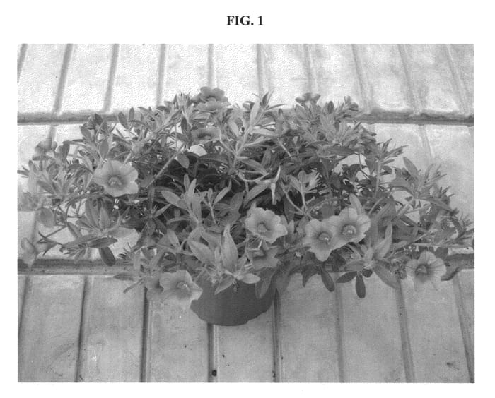 Figure 1 of US plant patent PP22216, the photograph of DANOA52 printed in the patent.