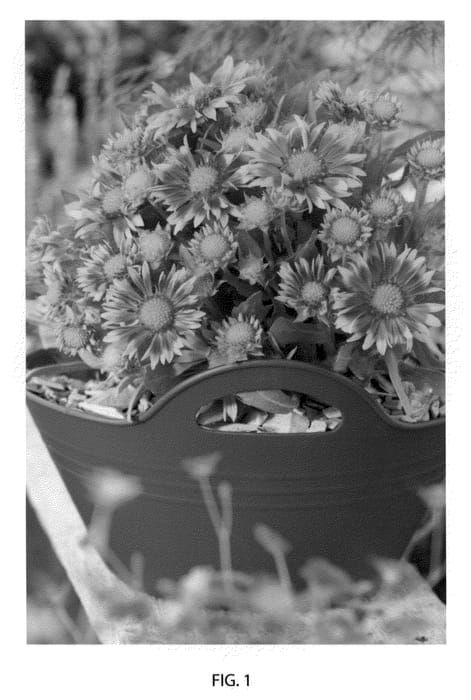 Figure 1 of US plant patent PP22217, the photograph of Jazzy Wheeler printed in the patent.